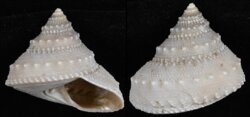 Lischkeia alwinae