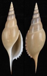 Rostellariella martinii