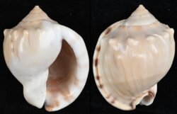 Semicassis zeylanica