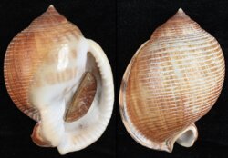 Semicassis saburon