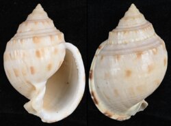 Semicassis thomsoni