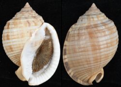 Semicassis undulata