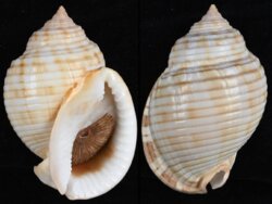 Semicassis undulata
