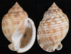 Semicassis undulata