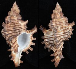 Chicoreus torrefactus
