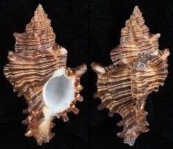 Chicoreus torrefactus
