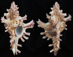 Chicoreus saulii
