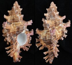 Chicoreus saulii
