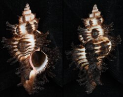 Chicoreus brunneus