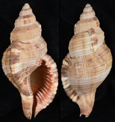 Cymatium pileare
