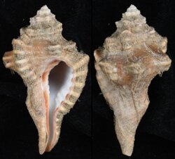 Cymatium perryi
