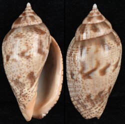 Harpulina lapponica