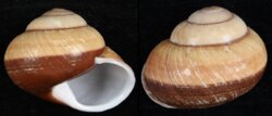 Helicostyla norrissii