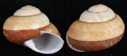 Helicostyla norrissii