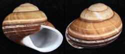 Helicostyla norrissii