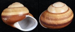 Helicostyla norrissii