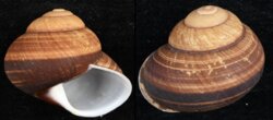Helicostyla norrissii