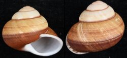 Helicostyla norrissii