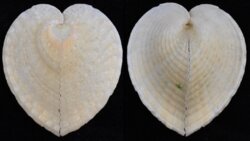 Corculum cardissa