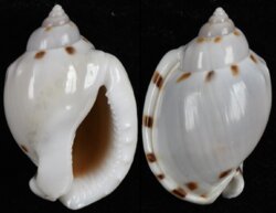 Casmaria ponderosa