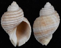 Nucella lima