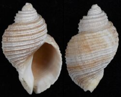 Nucella lima