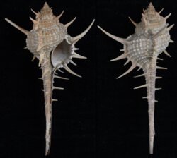 Murex africanus