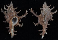 Chicoreus axicornis
