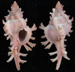 Chicoreus rossiteri