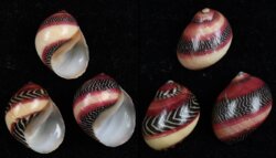 Neritina waigiensis SET OF 3