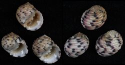 Nerita versicolor SET OF 3