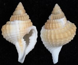Distorsio decipiens