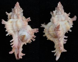 Chicoreus nobilis