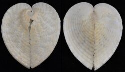 Corculum aselae