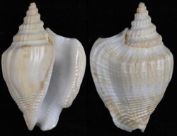 Dolomena plicata plicata