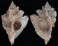Pteropurpura plorator