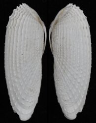 Barnea candida