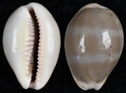 Luria cinerea cinerea