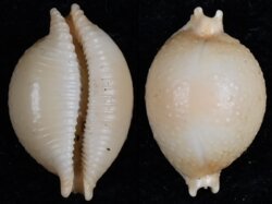 Pustularia globulus sphaeridium