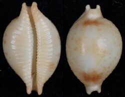 Pustularia globulus sphaeridium