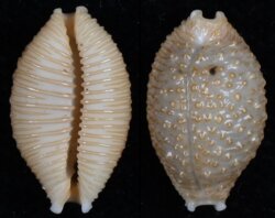 Nucleolaria nucleus