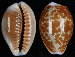 Naria helvola helvola