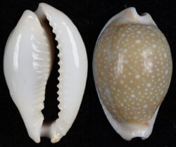 Naria miliaris