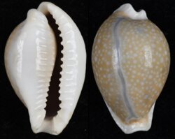 Naria miliaris