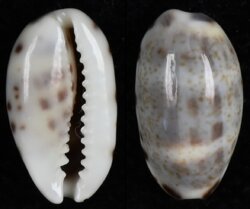 Melicerona listeri listeri