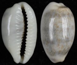 Blasicrura pallidula pallidula