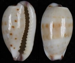 Purpuradusta fimbriata fimbriata fma durbanensis