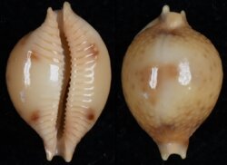 Pustularia bistrinotata bistrinotata