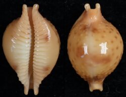 Pustularia bistrinotata bistrinotata
