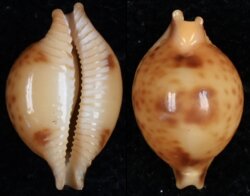 Pustularia bistrinotata bistrinotata